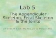 Lab 5 The Appendicular Skeleton, Fetal Skeleton & the Joints J.R. Schiller, Ph.D., G.R., Pitts, Ph.D., and A.L. Thompson, Ph.D