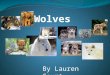 By Lauren Court. Life cycle of a wolf. DIAGRAM/ FOOD. What do wolves eat?Wolves eat Deer,Elk,Caribou,and Moose. Wolves are omnvores.If a Wolf can not