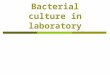 Bacterial culture in laboratory. Introduction : bacterial growth