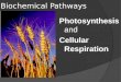 Biochemical Pathways Photosynthesis and Cellular Respiration