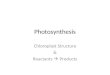 Photosynthesis Chloroplast Structure & Reactants  Products