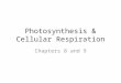 Photosynthesis & Cellular Respiration Chapters 8 and 9