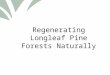 Click to edit Master title style Regenerating Longleaf Pine Forests Naturally