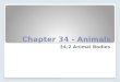 Chapter 34 - Animals 34.2 Animal Bodies. Body Structure Morphology is ◦the branch of biology dealing with the form and structure of organisms. Symmetry