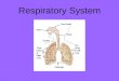 Respiratory System. At this station you will: –Learn the 2 main functions of the respiratory system. –Learn the main parts of the respiratory system