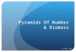 Pyramids Of Number & Biomass D. Crowley, 2008. Pyramids Of Number & Biomass To understand pyramids of number and biomass Friday, May 01, 2015