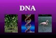 Mr. Coleman Biology DNA DNA Why do we study DNA? We study DNA for many reasons, e.g., -its central importance to all life on Earth, -medical benefits
