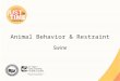 Animal Behavior & Restraint Swine. BEHAVIOR Just In Time Training Animal Behavior and Restraint: Swine