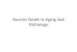 Neuron Death in Aging and Pathology. Pathways to Senescence