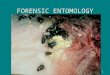 1 FORENSIC ENTOMOLOGY. 2Entomology Entomology is the study of insects. Insects arrive at a decomposing body in a particular order and then complete their