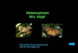 Metamorphosis Mrs. Angel Click on the arrow or picture to see what the next stages are