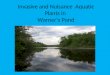Invasive and Nuisance Aquatic Plants in Warner’s Pond