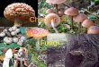Chapter 14 Fungi. Importance of Fungi Together with Heterotrophic bacteria Ecological decomposers
