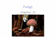 Fungi Chapter 31. 2 Defining Fungi Mycologists believe there may be as many as 1.5 million fungal species Fungi are classified into six main groups -Chytrids