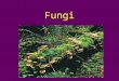 Fungi. Overview Fungi are eukaryotes Most are multicellular Differ from other eukaryotes in nutritional mode, structural organization, growth & reproduction