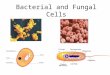 Bacterial and Fungal Cells Chromosome Plasmid. Task... Become an expert in bacteria or fungal cells by answering the following.. Produce a mini presentation