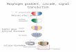 Morphogen gradient, cascade, signal transduction Maternal effect genes Zygotic genes Syncytial blastoderm Cellular blastoderm