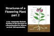 Structures of a Flowering Plant part 2 6.2.4: Summarize the basic functions of the structures of a flowering plant for defense, survival, and reproduction