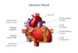Human Heart. Early Development: The human embryonic heart (EHR) begins beating at approximately 21 days after conception, or five weeks after the last