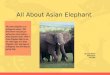 All About Asian Elephant By: Zoey Welter Mr.Erickson 3rd Grade The Asian Elephant is an endangered animal. This PowerPoint will give you information about