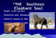 “THE” Southern Elephant Seal Origin: trunk and sizeOrigin: trunk and size Scientific name: Mirounga leoninaScientific name: Mirounga leonina Found by Linnaeus