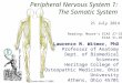 Peripheral Nervous System 1: The Somatic System 21 July 2014 Reading: Moore’s ECA5 27–33 ECA4 31–36 Grant’s Atlas 12 2009 Lawrence M. Witmer, PhD Professor