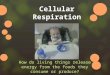 Cellular Respiration How do living things release energy from the foods they consume or produce?