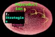 Reproduction A. Asexual 1. Mitosis I. Strategies