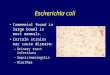 Escherichia coli Commensal found in large bowel in most mammals. Certain strains may cause disease: –Urinary tract infections –Sepsis/meningitis –Diarrhea