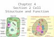 Chapter 4 Section 2 Cell Structure and Function. Review Who am I? What did I do? Robert Hooke