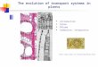 The evolution of transport systems in plants Introduction Xylem Phloem Summation; integration steurh/eng/rhynia.html
