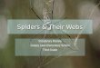 Spiders & Their Webs Vocabulary Review Grassy Lake Elementary School Third Grade