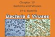 Chapter 19 Bacteria and Viruses 19-1: Bacteria. Recently prokaryotes were split into two different groups; eubacteria and archaebacteria Bacteria are