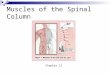 Muscles of the Spinal Column Chapter 12. Cervical Muscles