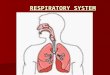 RESPIRATORY SYSTEM RESPIRATORY SYSTEM. The respiratory system generally includes tubes, such as the bronchi, which are used to carry air to the lungs