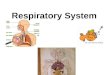 Respiratory System. 16.1 Introduction List the general functions of the respiratory system