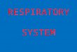 RESPIRATORY SYSTEM Respiratory System – worksheet 2E alveoli epiglottis larynx trachea bronchus mouth bronchioles diaphragm 