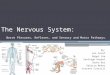 The Nervous System: Nerve Plexuses, Reflexes, and Sensory and Motor Pathways. By: Avi Asraf Roger Yee Santiago Roybal Sasha Buz Valeria Muňoz Vincent Cottrill