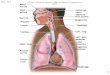 1 Fig. 22.1 Copyright © McGraw-Hill Education. Permission required for reproduction or display. Nasal cavity Hard palate Nostril Pharynx Larynx Trachea