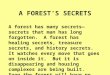 A FOREST’S SECRETS A forest has many secrets—secrets that man has long forgotten. A forest has healing secrets, treasure secrets, and history secrets