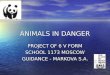 ANIMALS IN DANGER PROJECT OF 6 V FORM SCHOOL 1173 MOSCOW GUIDANCE - MARKOVA S.A