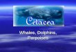 Whales, Dolphins, Porpoises Phylum Chordata, Class mammalia, Order Cetacea