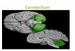 Cerebellum. Site: Posterior cranial fossa, behind pons & medulla oblongata. 2 Surfaces: Superior & Inferior. 3 Parts: * Vermis - Superior: indistinct