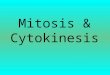Mitosis & Cytokinesis. Why do Eukaryotic cells divide by Mitosis? Growth & Repair for multicelled organisms Reproduction of single celled organisms Amobea