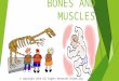 BONES AND MUSCLES © copyright 2014 All Rights Reserved CPalms.org