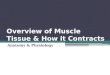 Overview of Muscle Tissue & How it Contracts Anatomy & Physiology