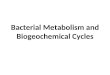 Bacterial Metabolism and Biogeochemical Cycles. Redox Reactions All chemical reactions consist of transferring electrons from a donor to an acceptor