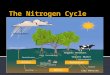 The movement of nitrogen, in its many forms, between the biosphere, atmosphere, and animals, is described by the nitrogen cycle