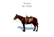 Horses By: Molly. Table of Contents Introduction……………………………….. Page 3 Chapter 1: A Foal Is Born Page 4 Chapter 2: Friends Page 5 Chapter 3: Horse Talk