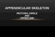 APPENDICULAR SKELETON PECTORAL GIRDLE AND UPPER LIMB